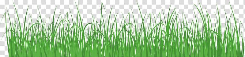 Wheatgrass Meadow , Turf elements transparent background PNG clipart