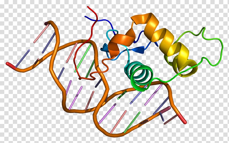 Estrogen-related receptor alpha Estrogen receptor Nuclear receptor, others transparent background PNG clipart