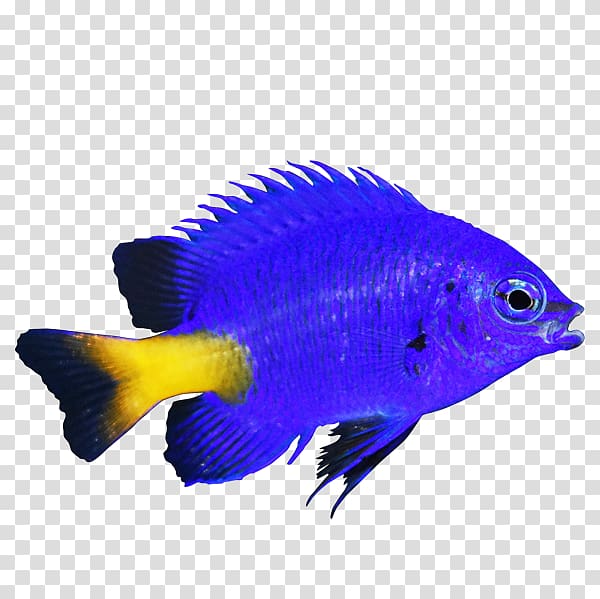Coral reef fish Yellow-tail blue damselfish Blue chromis Marine angelfishes, undersea world transparent background PNG clipart