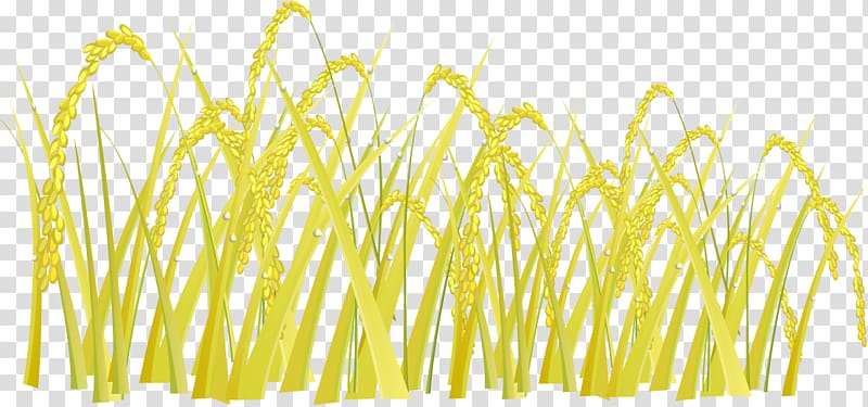 wheat plant art, Jasmine rice Oryza sativa Golden rice, golden rice transparent background PNG clipart