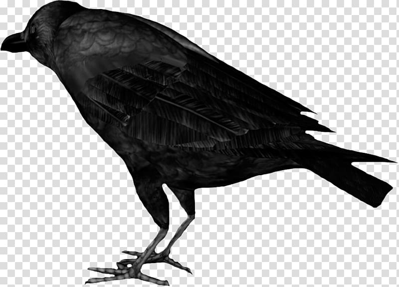American crow Rook New Caledonian crow Raven Bird, raven transparent background PNG clipart