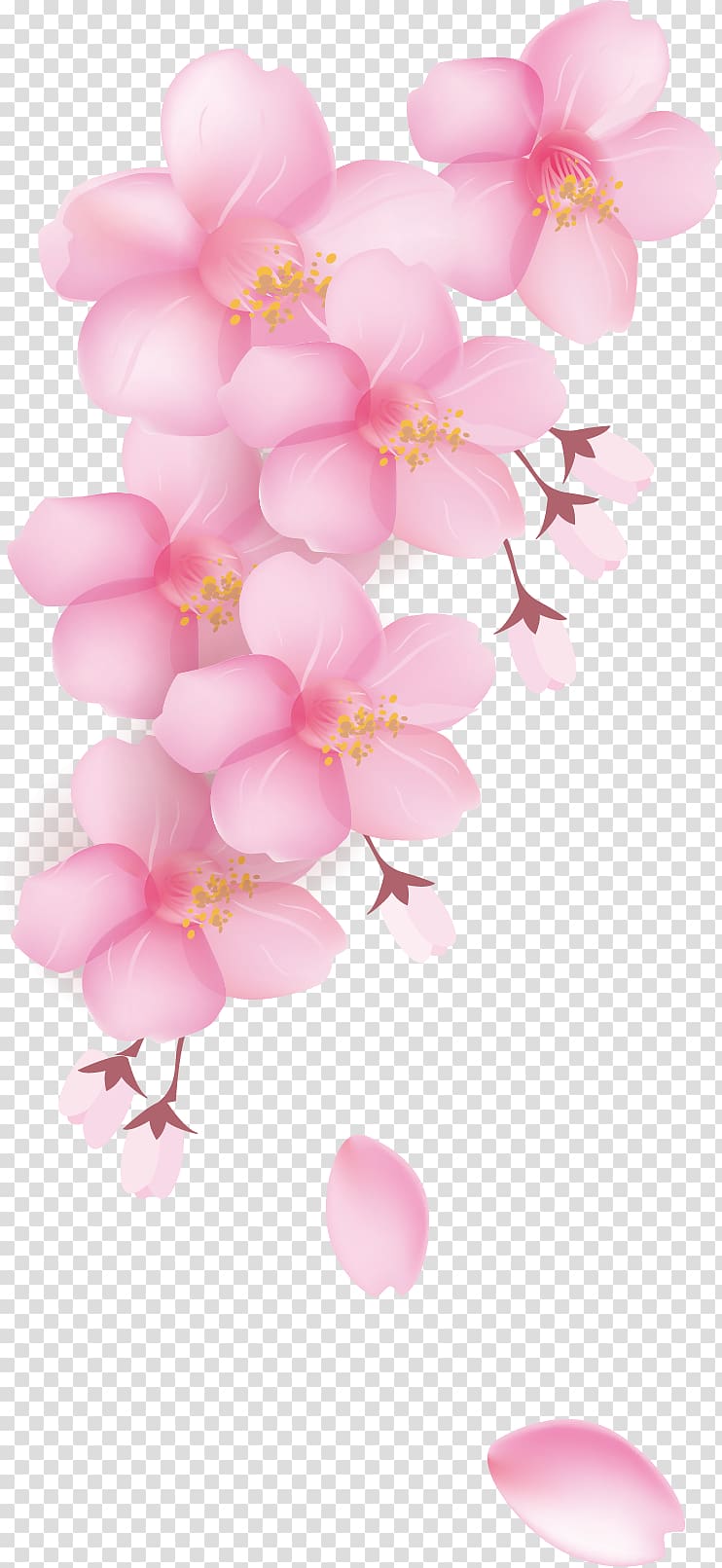 pink flowers illustration, National Cherry Blossom Festival Petal, Cherry petals transparent background PNG clipart