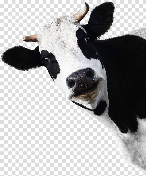 Holstein Friesian cattle Milk Farm Dairy cattle Live, milk transparent background PNG clipart