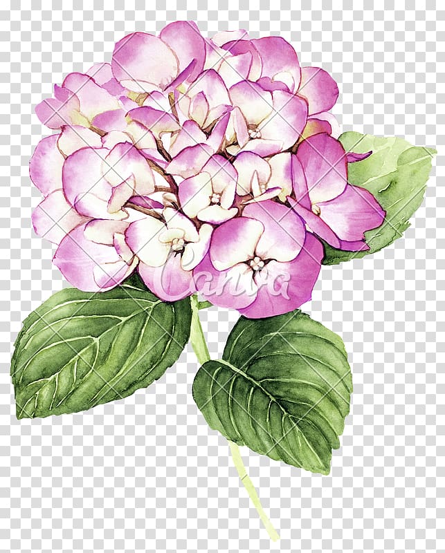 French hydrangea Panicled hydrangea Hydrangea serrata Oakleaf hydrangea Flower, hydrangea transparent background PNG clipart