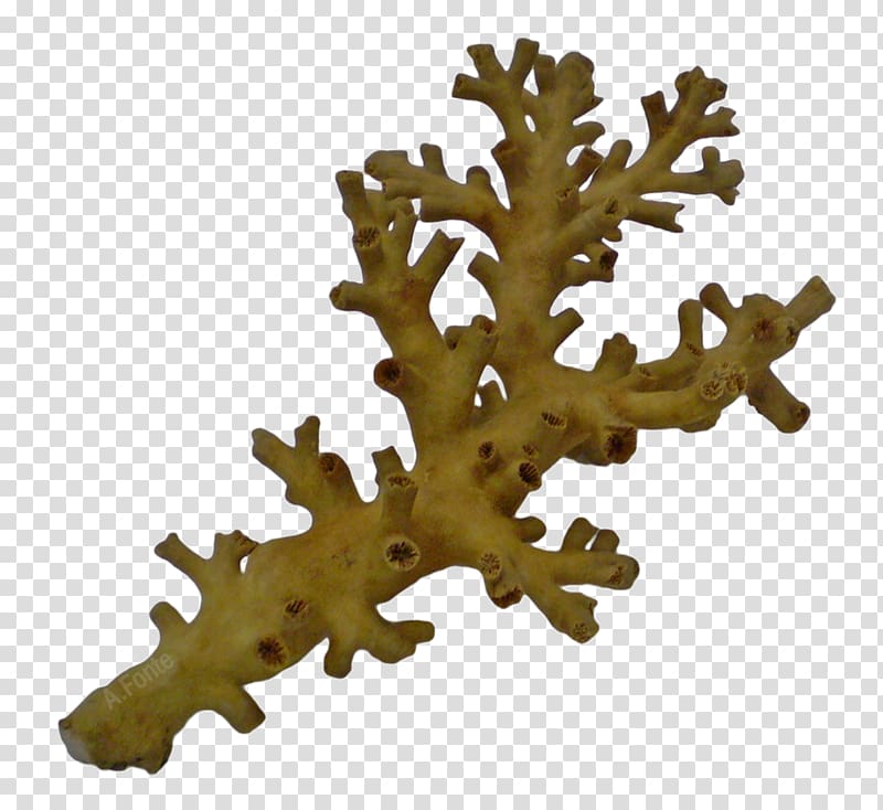 Great Barrier Reef Cnidaria Dendrophyllia Death threat Sponge, transparent background PNG clipart