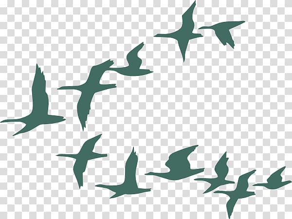 Bird migration Goose Flock, Bird Water Color transparent background PNG clipart