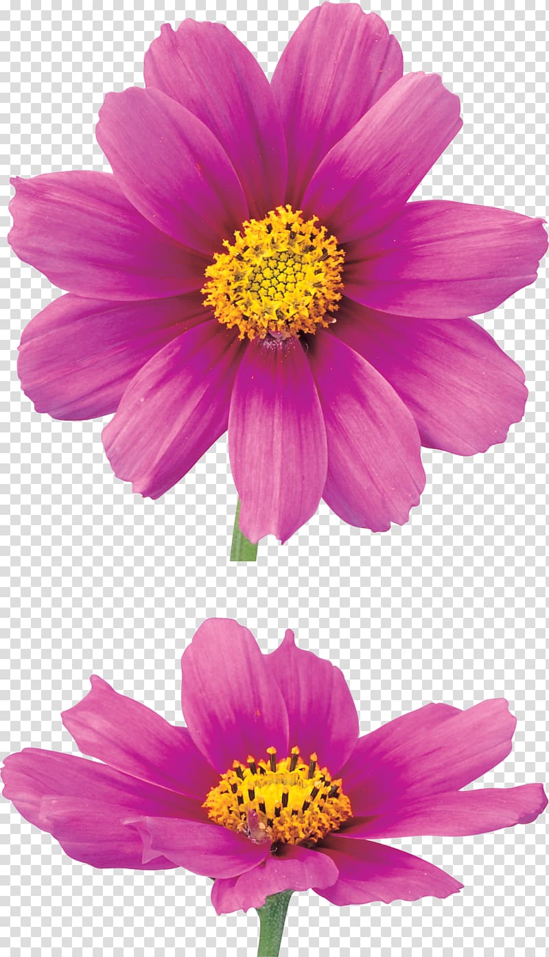 Chrysanthemum Flower Information, chrysanthemum transparent background PNG clipart