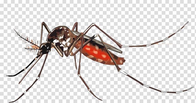 Yellow fever mosquito Dengue Aedes albopictus Mosquito control, blood transparent background PNG clipart