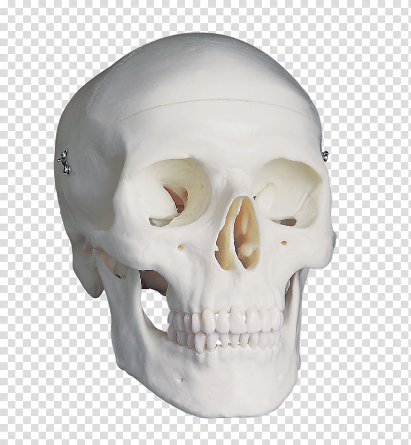 Skull Anatomy Brain Homo sapiens Falx cerebri, Homo sapiens transparent background PNG clipart