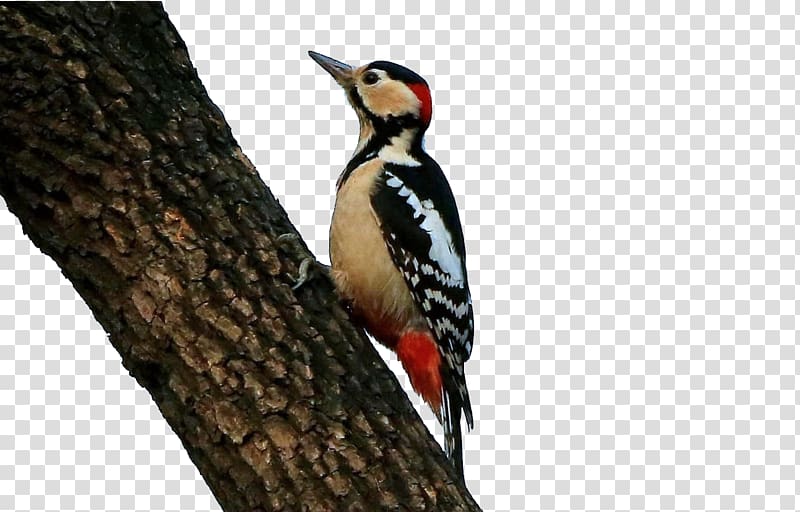 Woodpecker Bird Icon, Persimmon tree Woodpecker transparent background PNG clipart