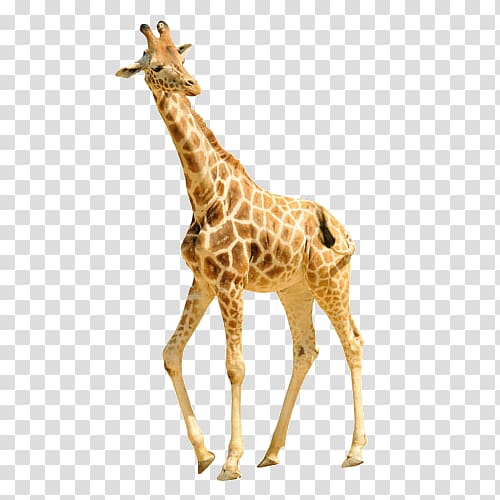 of brown giraffe, Reticulated giraffe , giraffe transparent background PNG clipart