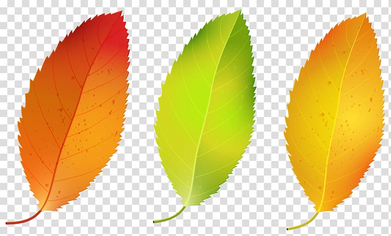 Autumn leaf color Birch , autumn leaves transparent background PNG clipart