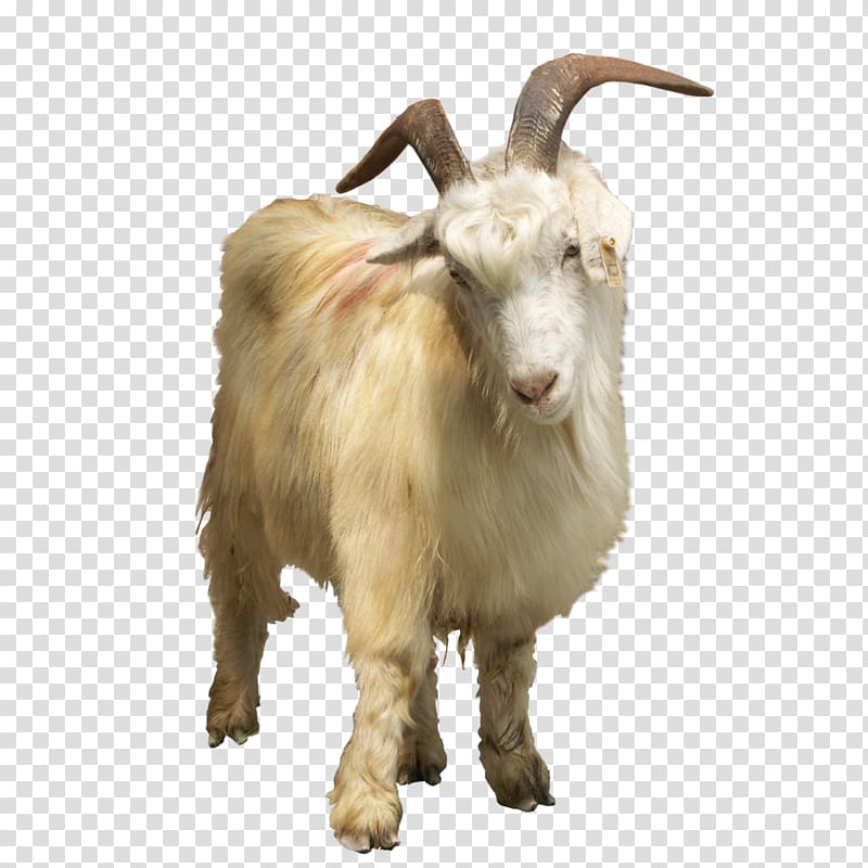 Feral goat Sheep, Animal goat element transparent background PNG clipart