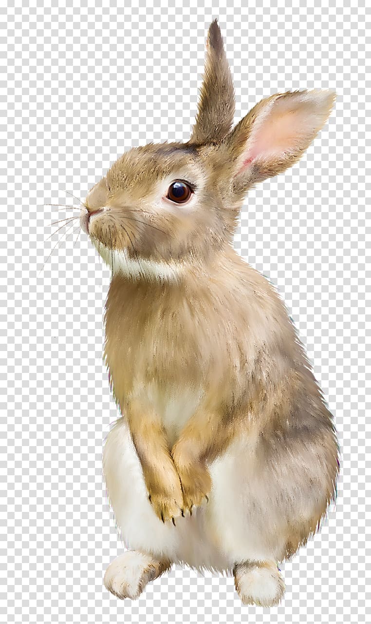 Rabbit Hare , Rabbit transparent background PNG clipart