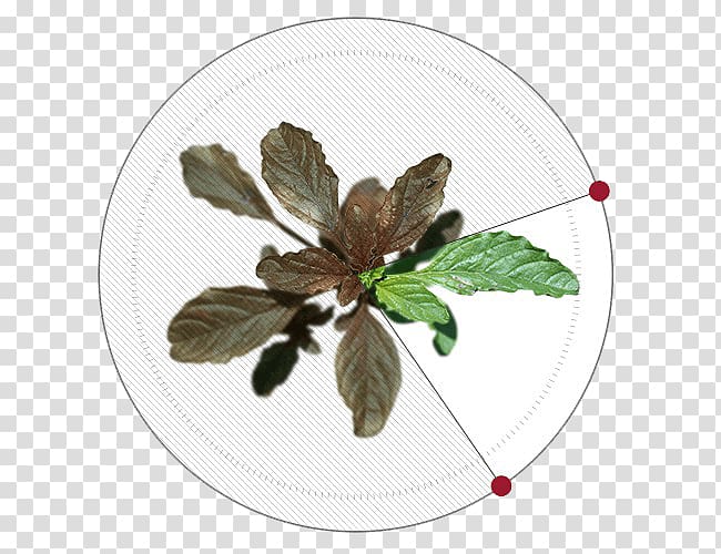 Herbicide Sugar beet Weed control Glyphosate, weed transparent background PNG clipart