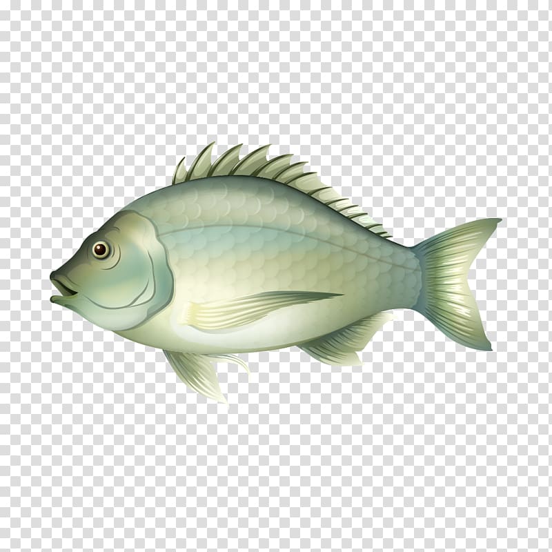 Fishing Illustration, Fat gray fish transparent background PNG clipart