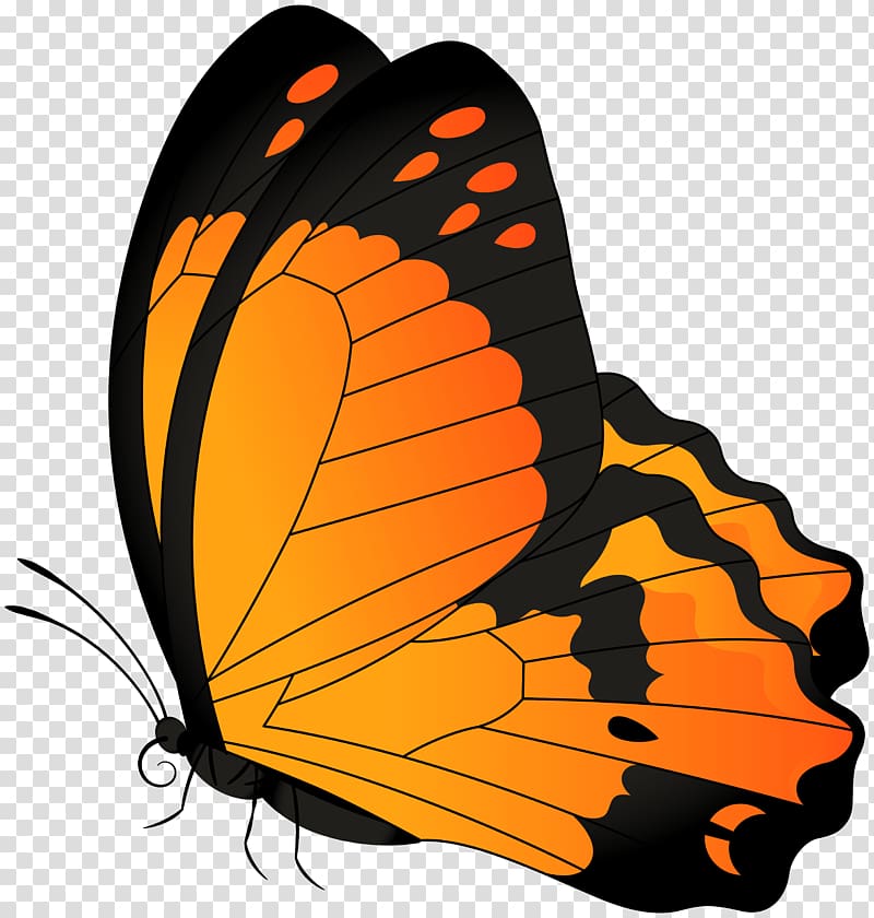 Butterfly , Butterfly Orange transparent background PNG clipart