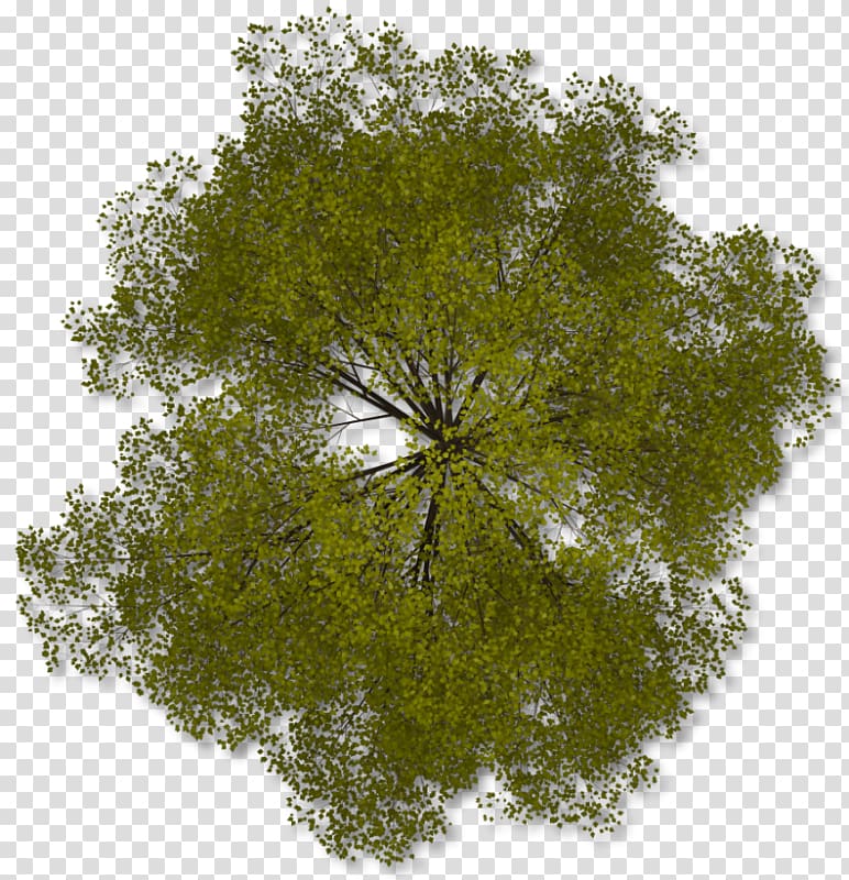 green leaves with branch illustration, Tree , Tree Top transparent background PNG clipart