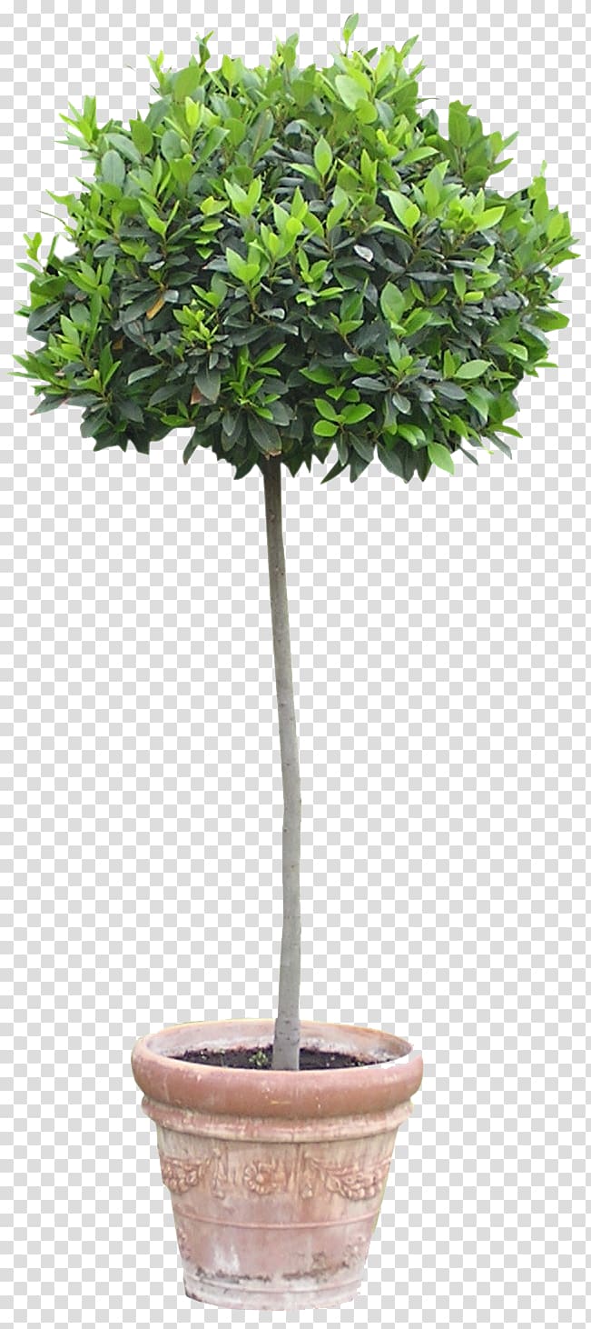 Flowerpot Houseplant Tree, forget me not transparent background PNG clipart