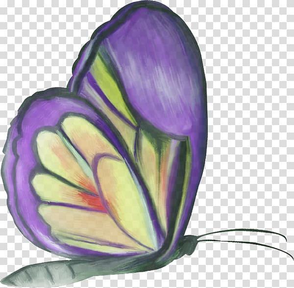 Butterfly , butterfly transparent background PNG clipart