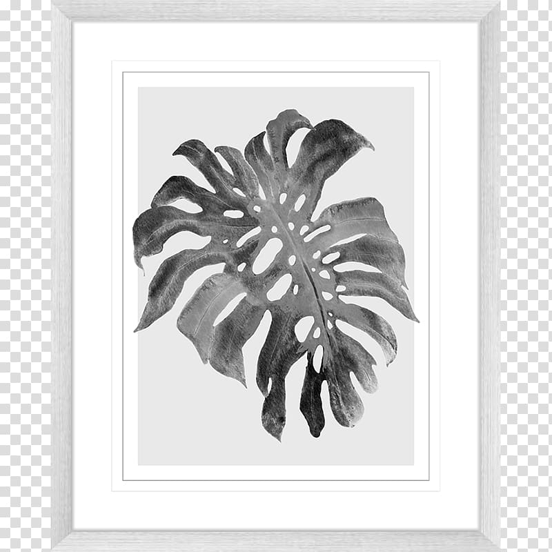 Swiss cheese plant Printmaking Art Drawing Paper, monstera transparent background PNG clipart