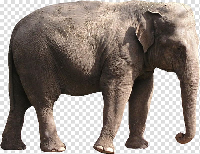 African bush elephant The Elephants Asian elephant, elephants transparent background PNG clipart