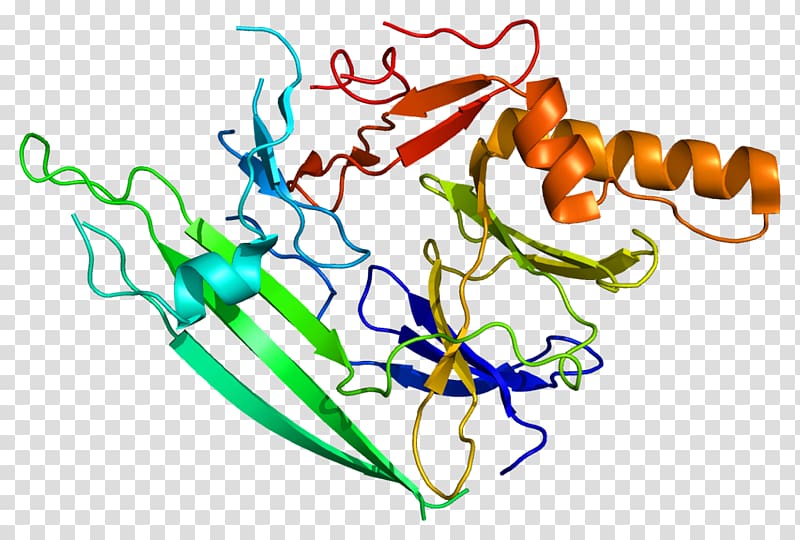 Unfolded protein response ERN1 Protein kinase Protein structure, others transparent background PNG clipart