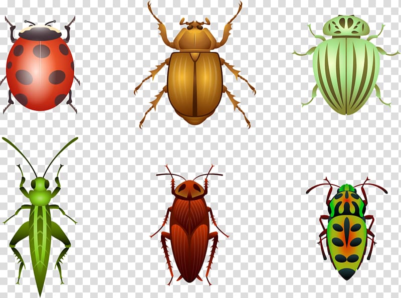 Beetle Sticker Euclidean Ladybird, Painted insect transparent background PNG clipart