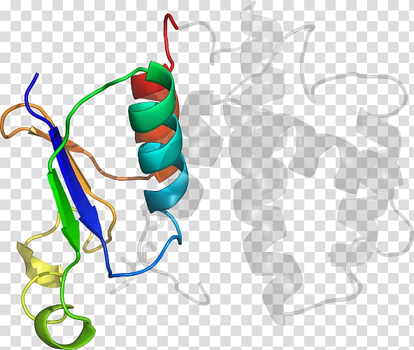 Product design Organism Line, prostaglandinendoperoxide synthase 2 transparent background PNG clipart