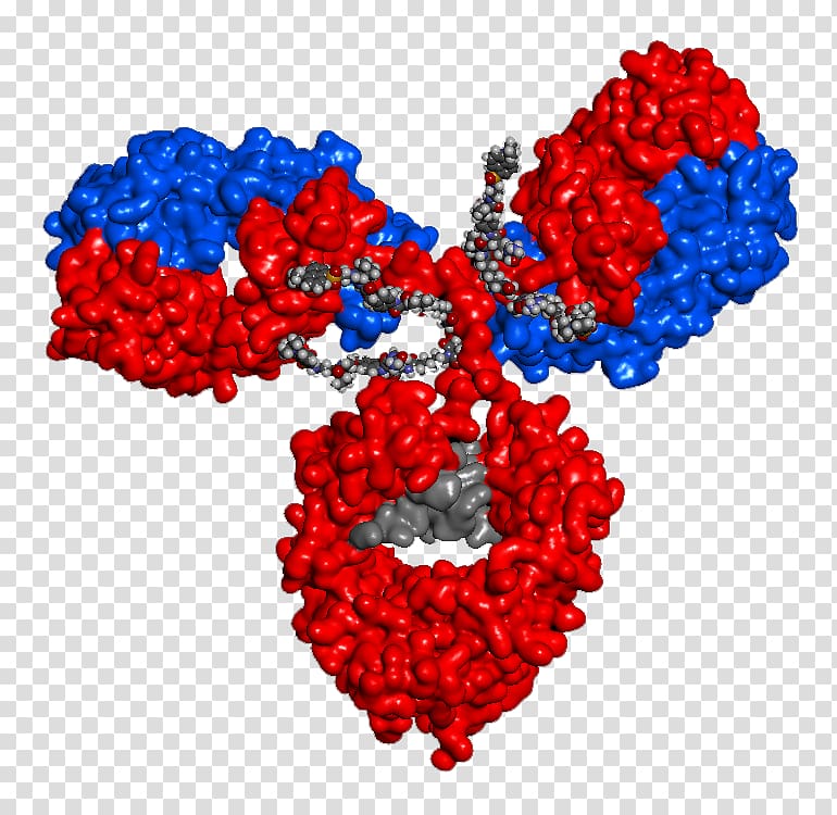 Antibody-drug conjugate Immunology Biologic Immune system, drug transparent background PNG clipart
