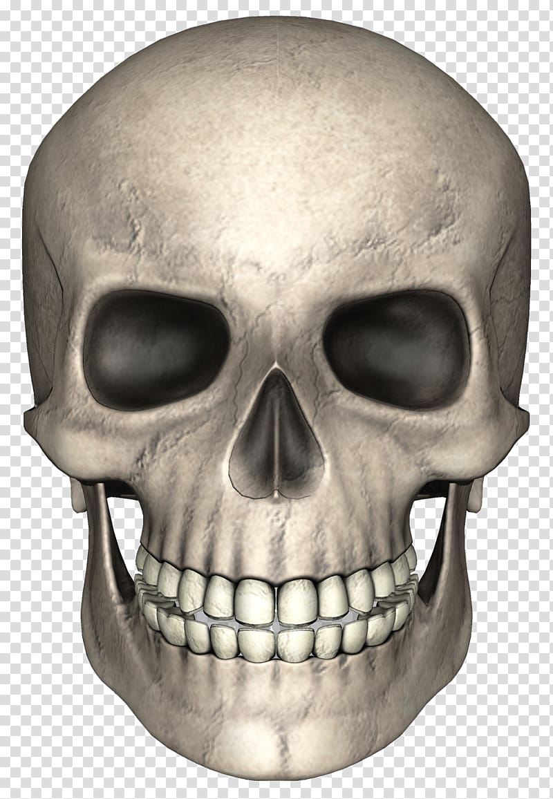 gray skull , Skull Pixabay, Skull transparent background PNG clipart