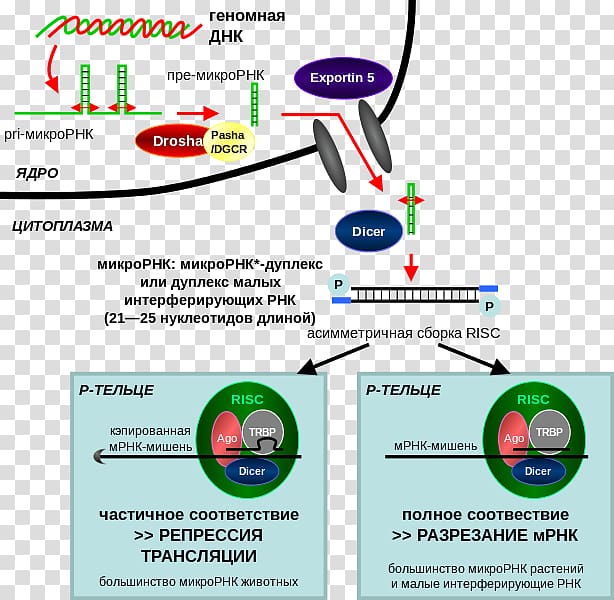 RNA interference CRISPR Small interfering RNA microRNA, Microrna transparent background PNG clipart