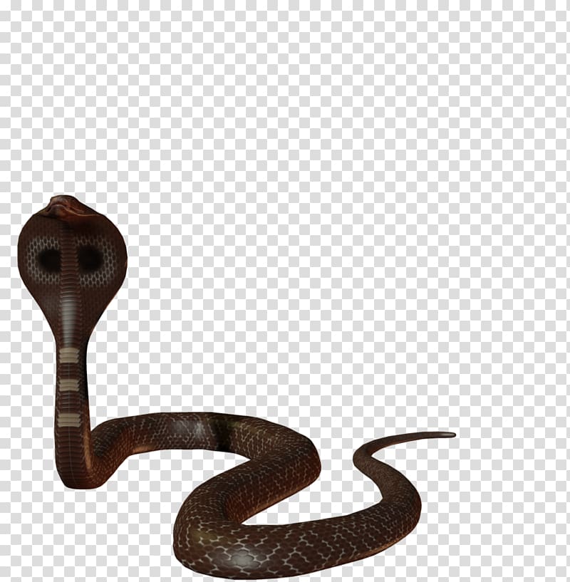 Cobra transparent background PNG clipart