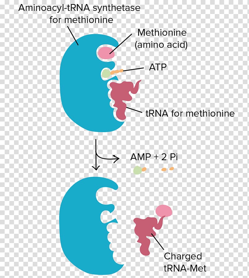 Transfer RNA Aminoacyl-tRNA Ribosome Translation Amino acid, others transparent background PNG clipart