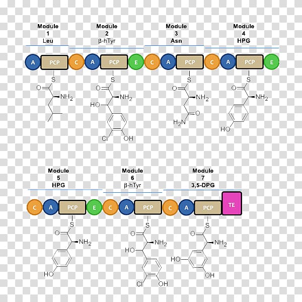 Vancomycin-resistant Enterococcus Nonribosomal peptide Linezolid Pharmaceutical drug, others transparent background PNG clipart