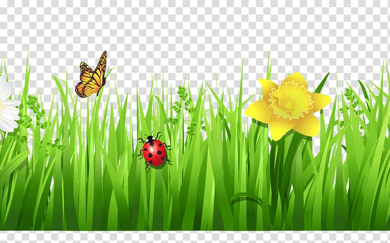 Desktop Grasses Flower , spring border transparent background PNG clipart