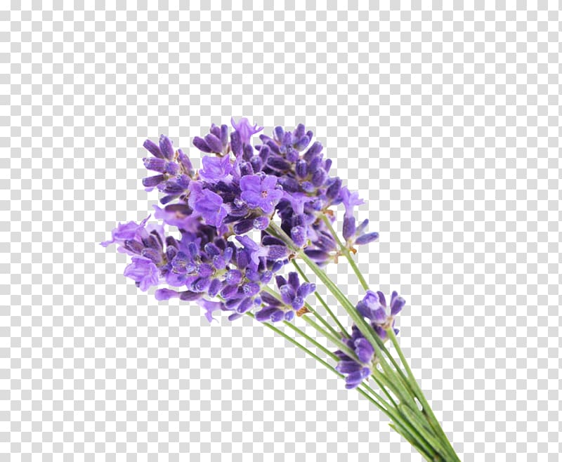 purple petaled flowers , English lavender Flower Gel Lavender oil, Lavender Bouquet transparent background PNG clipart