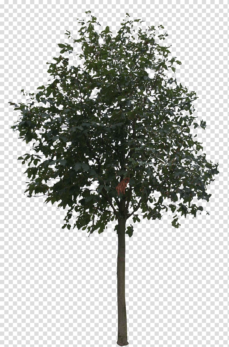 Tree Rendering, small trees transparent background PNG clipart