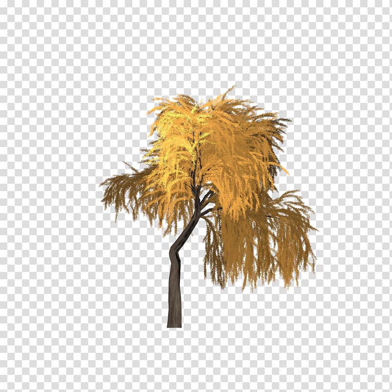 Asian palmyra palm Date palm Borassus, willow tree transparent background PNG clipart