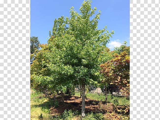 Larch Shade tree Oak Evergreen, deciduous specimens transparent background PNG clipart