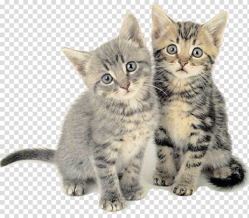 Siberian cat Kitten Felidae Cat behavior Cat communication, caries transparent background PNG clipart