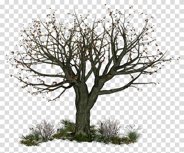 Twig Tree Branch, tree transparent background PNG clipart