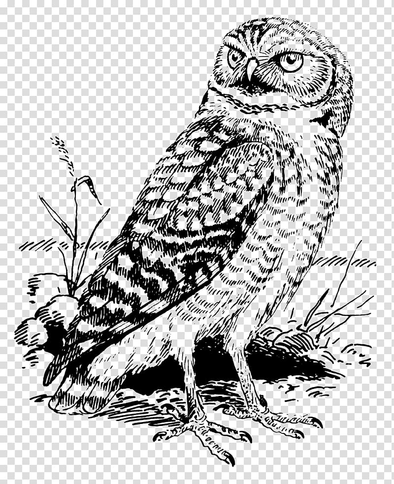 Tawny owl Great Horned Owl Burrowing owl , embroidery transparent background PNG clipart