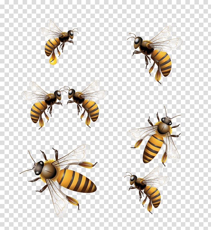 bees , Honey bee Hornet Worker bee, Demeanor different bee transparent background PNG clipart