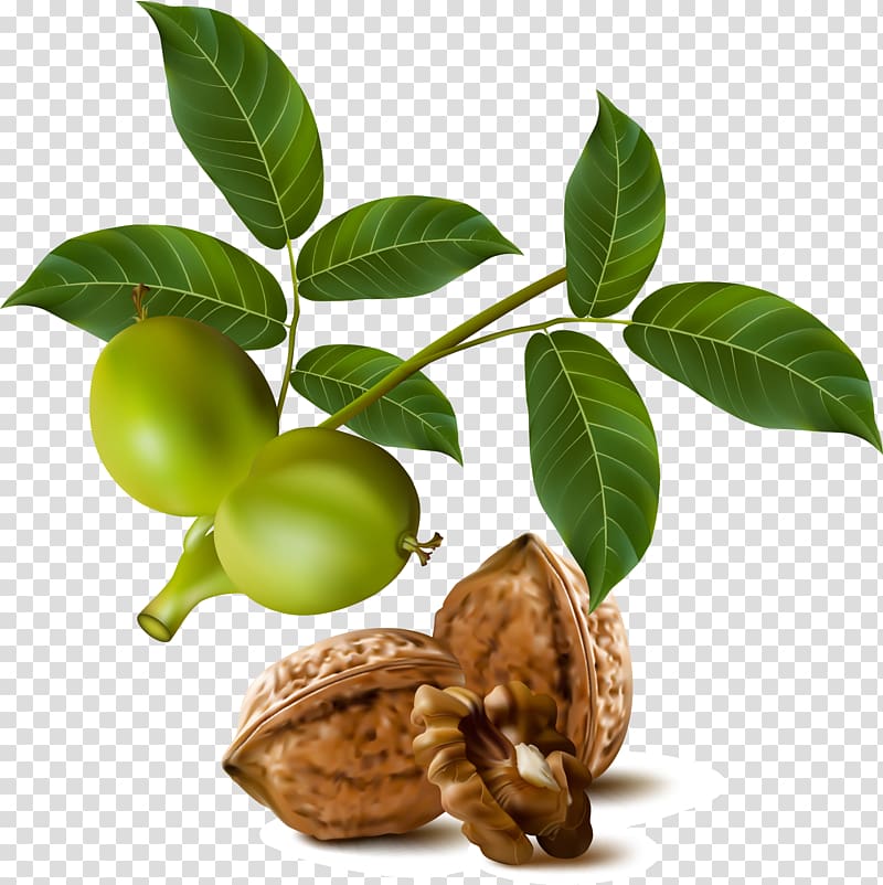 Walnut Drawing , Walnut drawing realistic material transparent background PNG clipart