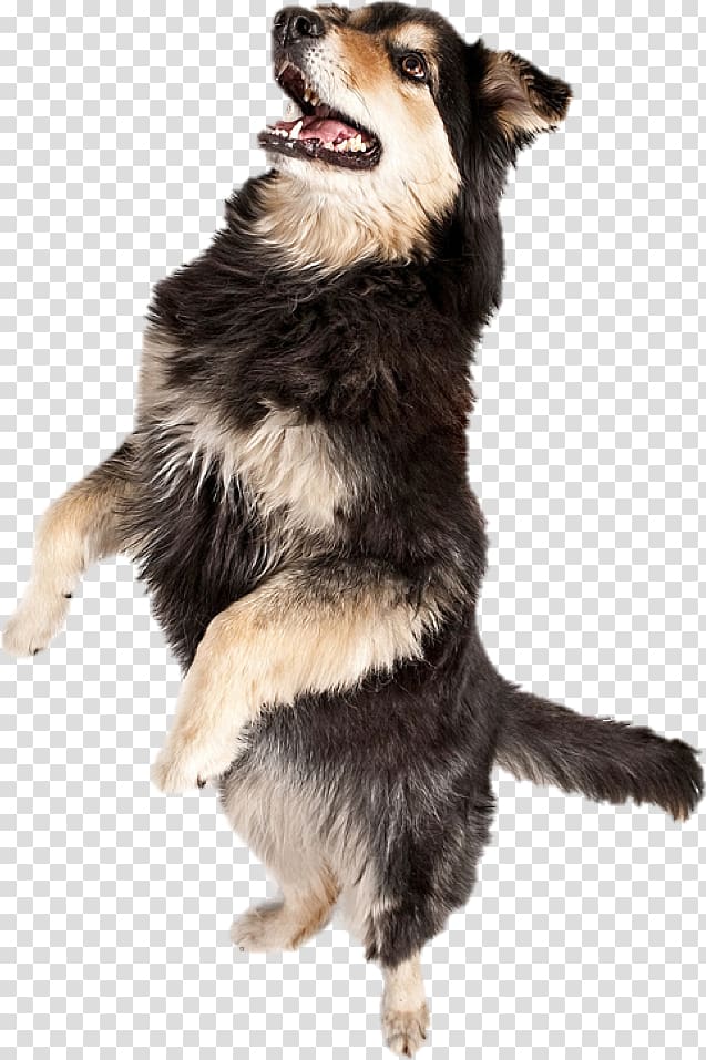 Australian Shepherd Dance Musical canine freestyle We No Speak Americano, others transparent background PNG clipart