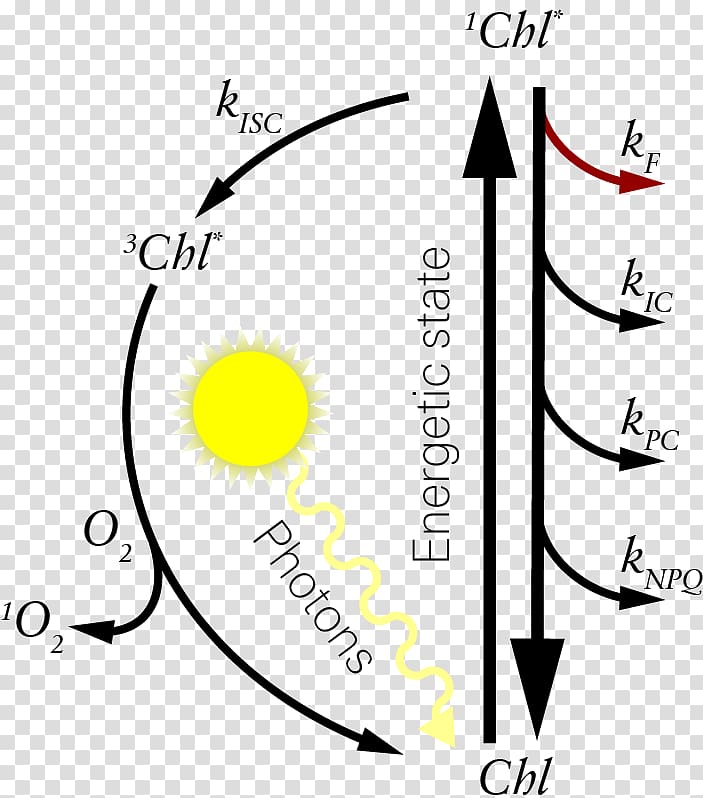 Chlorophyll fluorescence Singlet state Non-chemical quenching, fluorescence transparent background PNG clipart