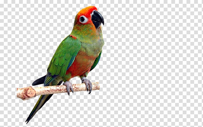 Parrot Bird Avian veterinarian Conure, parrot transparent background PNG clipart