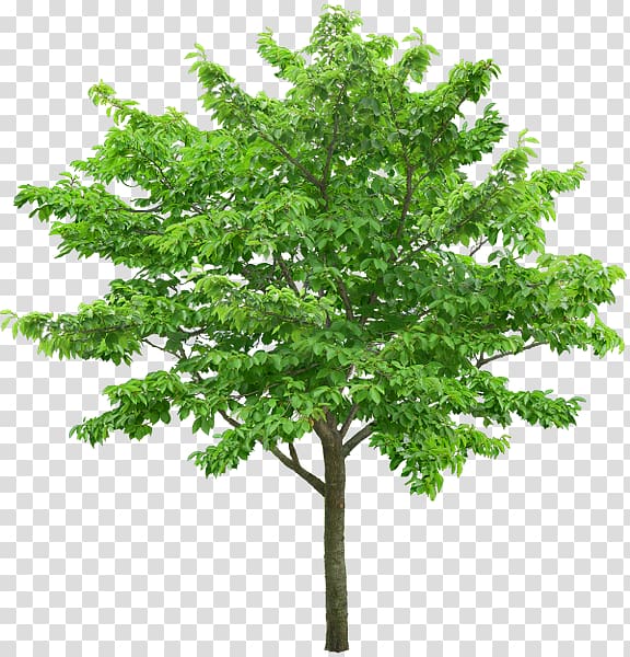 Tree Branch, tree transparent background PNG clipart