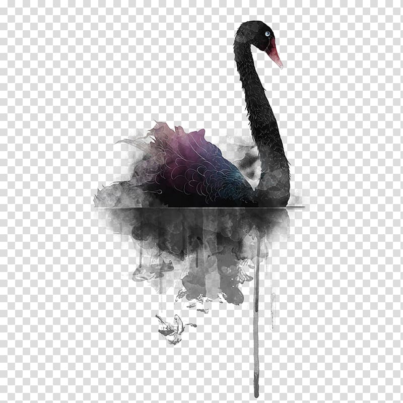 Black swan, Black Swan transparent background PNG clipart